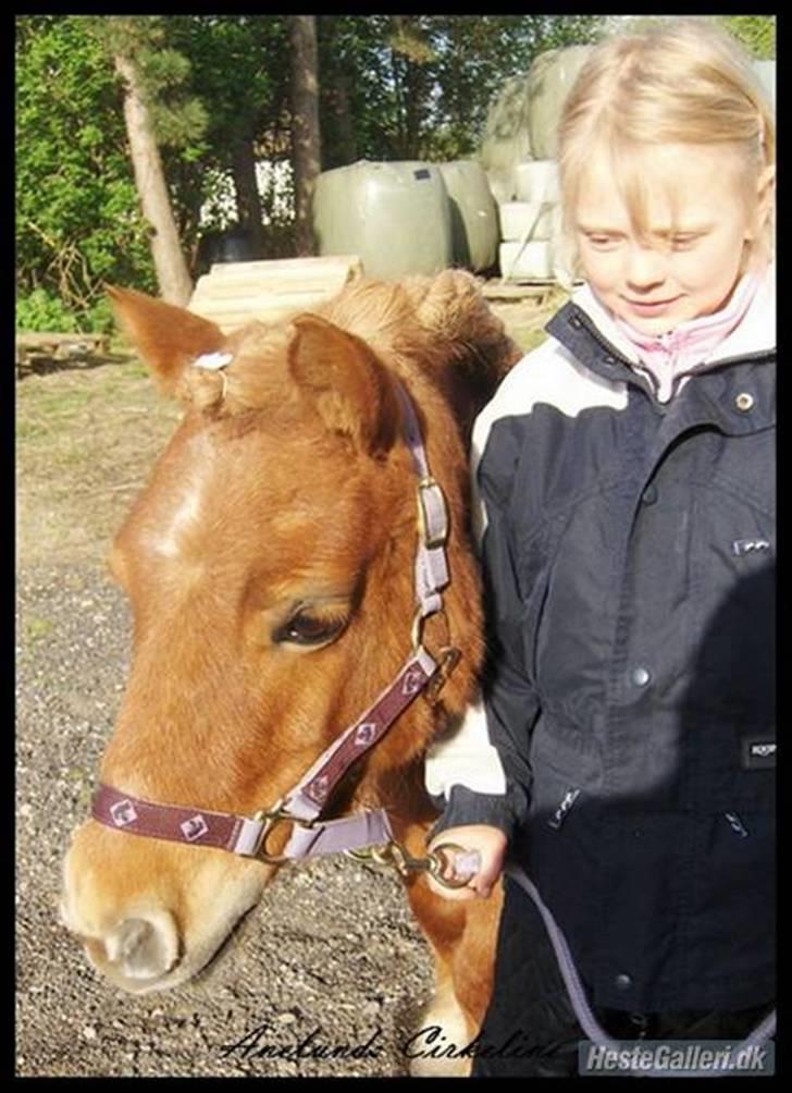 Shetlænder Anelunds Cirkeline. (; - Cirkeline hovede billed :D.. Foto: Frederikke billede 12