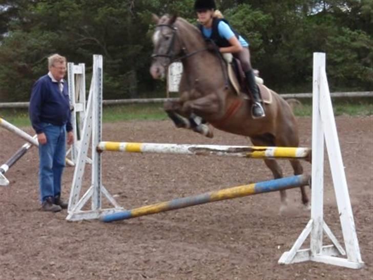 Knabstrupper AC Desna Af Engvang SOLGT billede 8