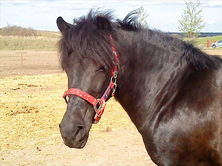 Anden særlig race Fleur billede 2