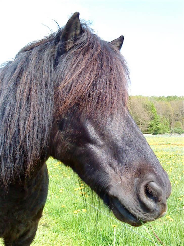 Shetlænder Klaus billede 7