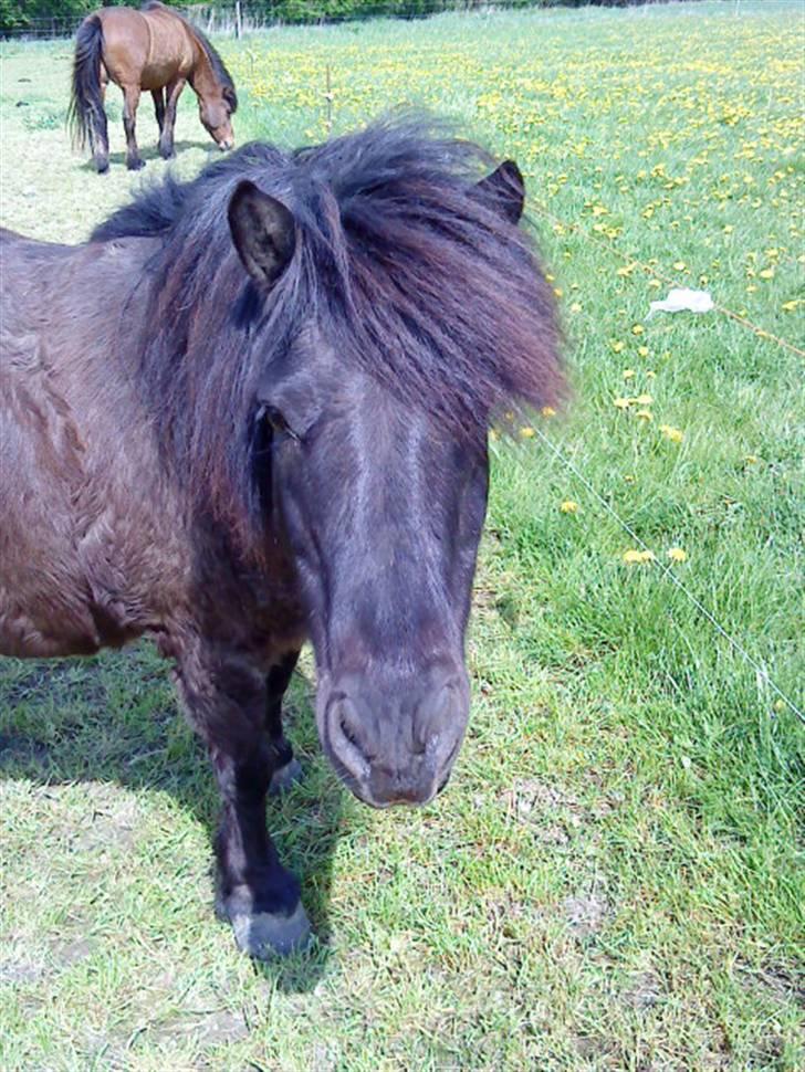 Shetlænder Klaus billede 8