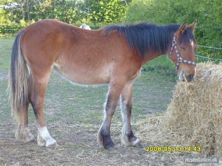 Irish Cob Crossbreed lotus.... billede 1