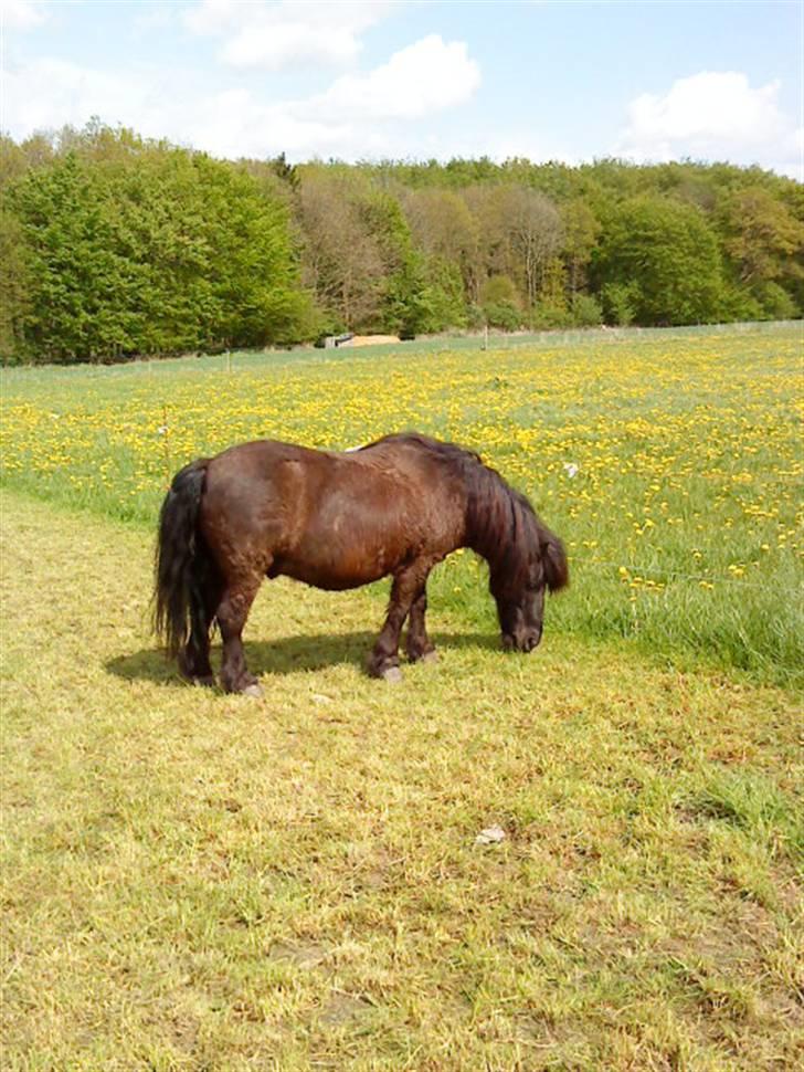 Shetlænder Klaus billede 9