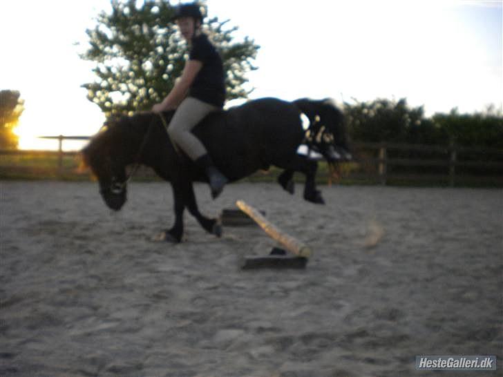 Shetlænder Klaus billede 10