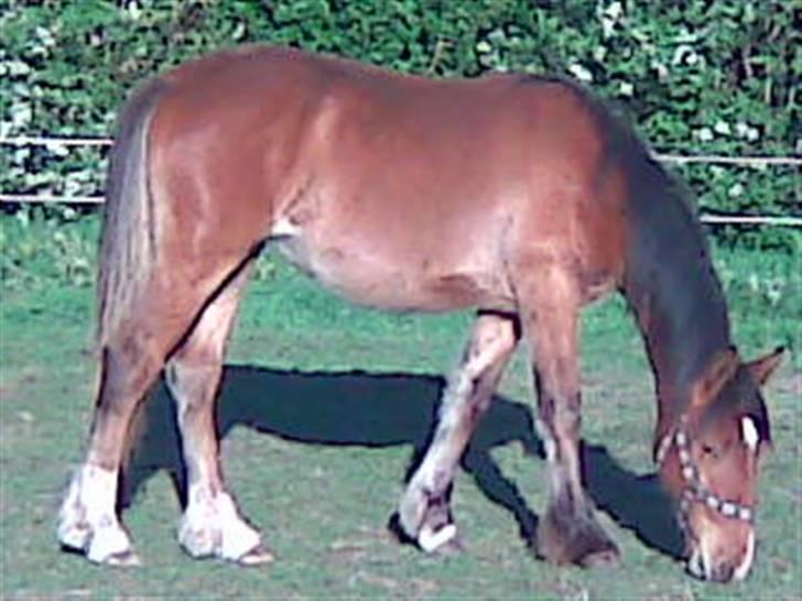 Irish Cob Crossbreed lotus.... billede 2