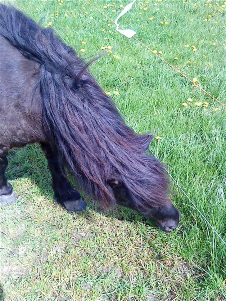 Shetlænder Klaus billede 12
