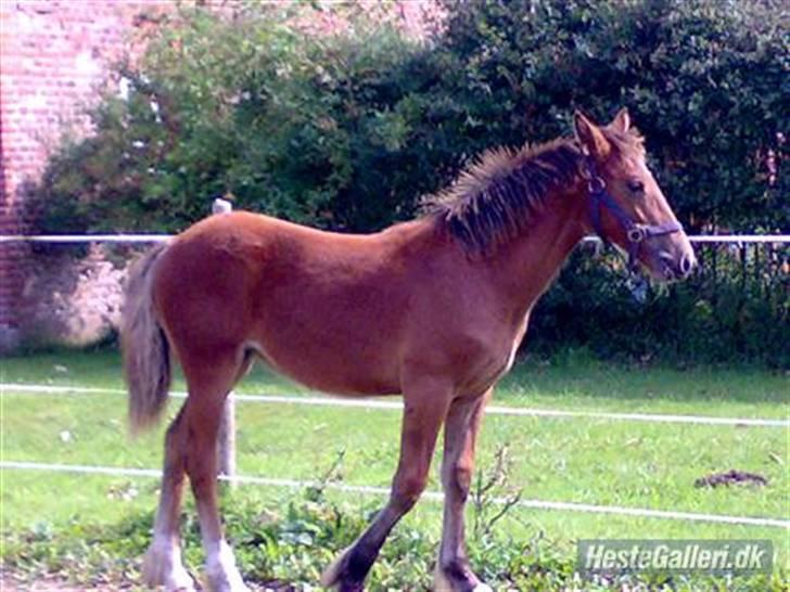 Irish Cob Crossbreed lotus.... billede 4