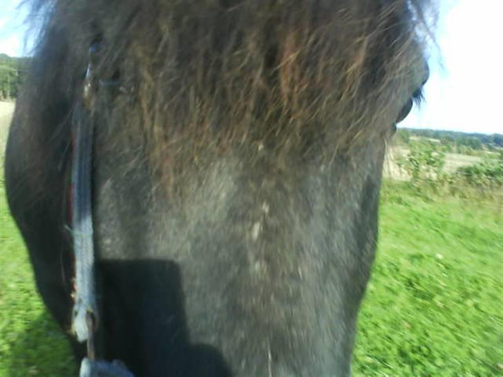 Shetlænder Klaus billede 13