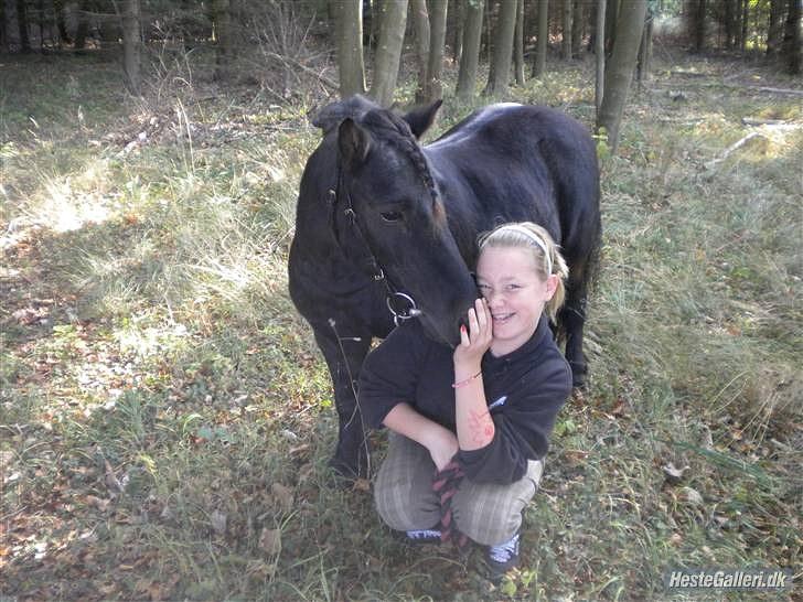 Shetlænder Klaus billede 14