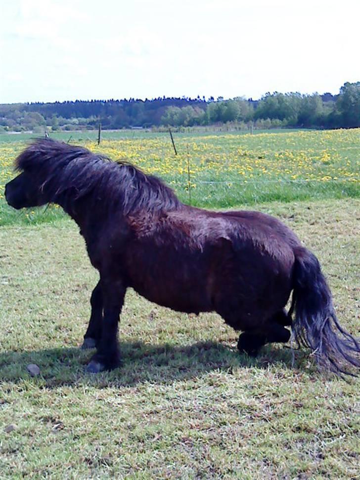 Shetlænder Klaus billede 15