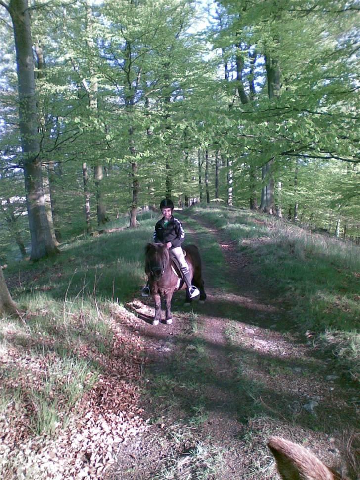 Shetlænder Klaus billede 16