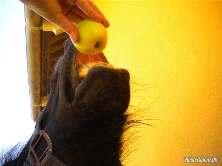 Shetlænder Klaus billede 17