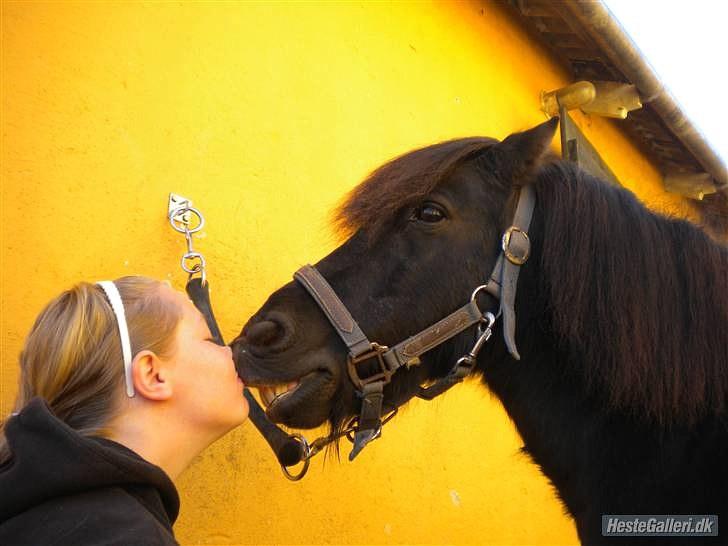 Shetlænder Klaus billede 18