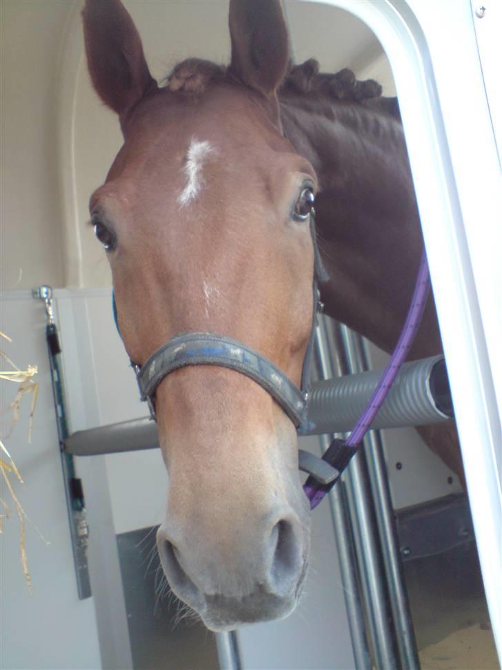 New Forest kantjes raimon - raimon der kigger ud af traileren. nurhh nusssser billede 4