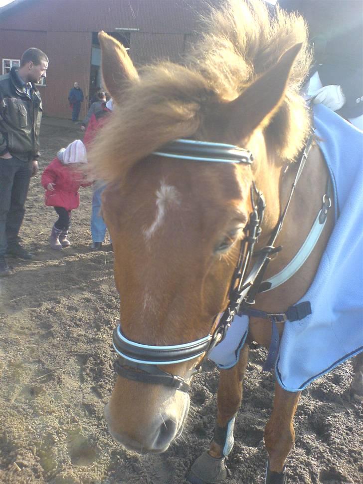 New Forest kantjes raimon - efter en god lc min bane :D billede 5