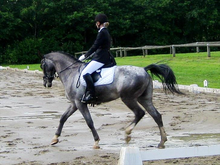 Polsk Varmblod Etos (solgt) billede 17