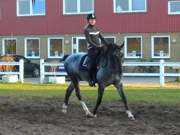 Polsk Varmblod Etos (solgt) billede 18