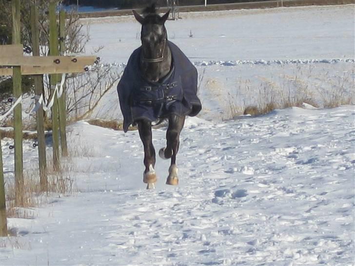 Polsk Varmblod Etos (solgt) billede 19