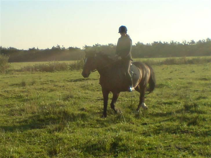 Anden særlig race Stald-pilevejens.Bølle<'3 - Bølle´&´Duut´på´vej´ned´i´trav:p billede 9