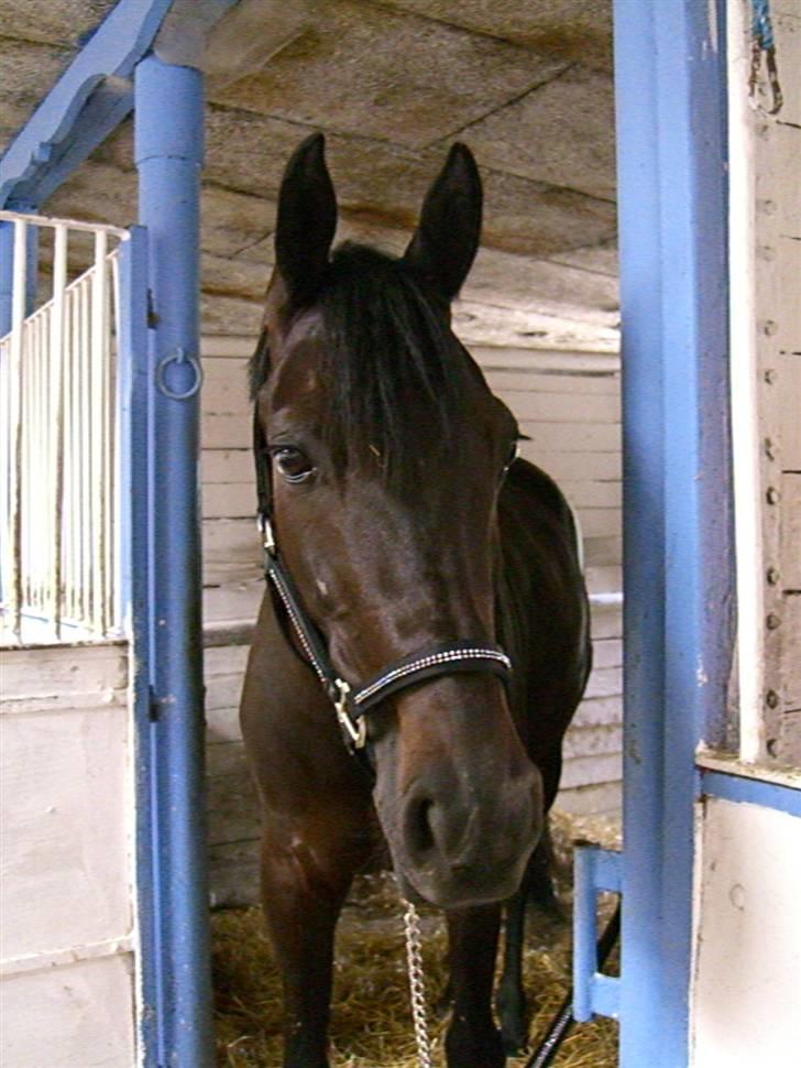 Traver Galaxen * SOLGT *  - mit smukkke nusse hovede igen  billede 9