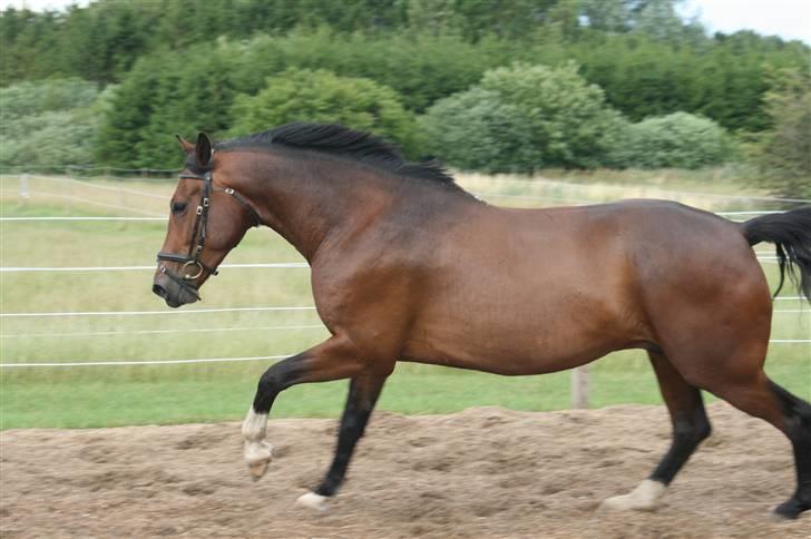 Anden særlig race Macon <3 (R.I.P 24.11.10) - sommeren 08 billede 8