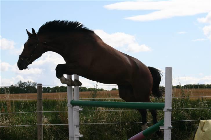 Anden særlig race Macon <3 (R.I.P 24.11.10) - sommeren 08 billede 10