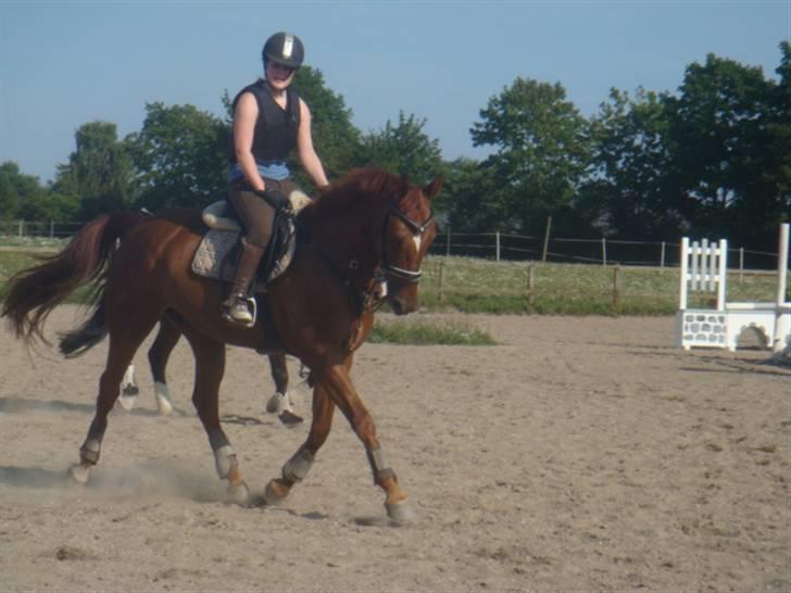 Hannoveraner noi  - opvarmning til springning billede 7