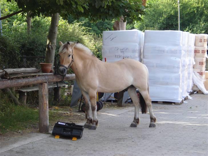 Fjordhest Bamse *RIP* - Chill ved bomen xD billede 7