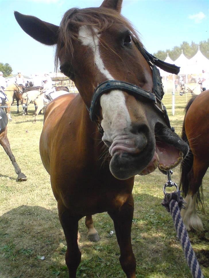 DSP Alibaba (SOLGT) - Broager ringridning lørdag d.5. juni 2008 billede 20