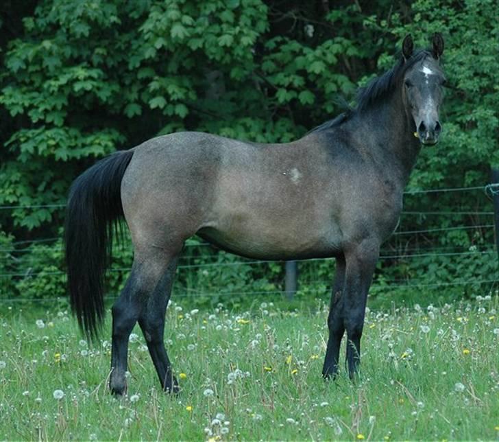 Anden særlig race Starhorse Zita - solgt - Foto: Jani Pedersen, JP Foto billede 6