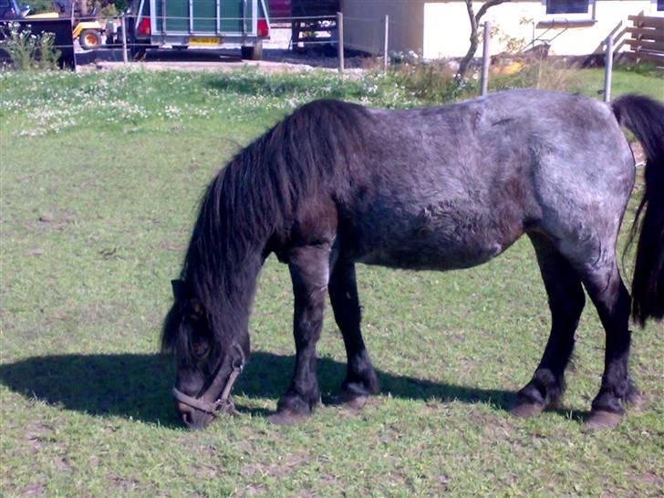 Anden særlig race salka (solgt) R.I.P billede 12
