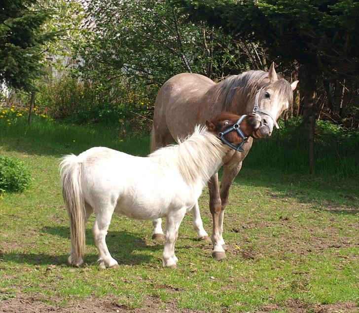 Arabisk fuldblod (OX) KI El Shaklero - 19.05.10 billede 17