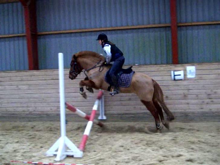 Anden særlig race Vestervangens Asterix - Opvarmning inden de høje spring kommer til :D. billede 20