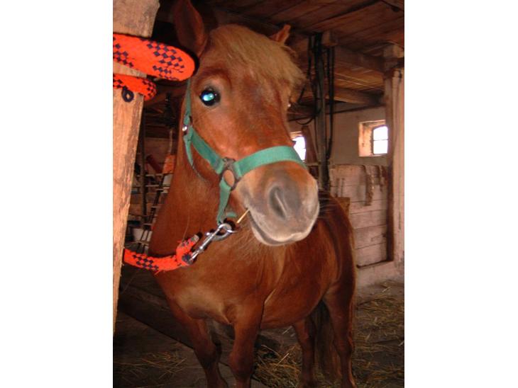 {{currentPhoto.altText}} billede {{currentPhoto.number}}