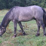 Connemara Bech's Magic Thunder