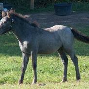 Connemara Bech's Magic Thunder
