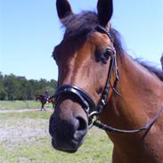 Anden særlig race Zacho