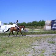 Anden særlig race Zacho