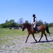 Anden særlig race Zacho