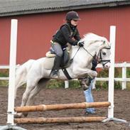 Welsh Mountain (sec A) Harvest Revenge(viggo)  