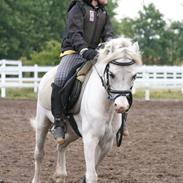 Welsh Mountain (sec A) Harvest Revenge(viggo)  