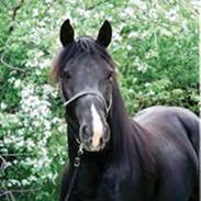 Anden særlig race King