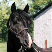 Anden særlig race King