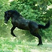 Anden særlig race King