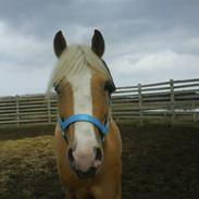 Palomino Yellows