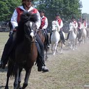 Islænder cuba caramel