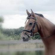 Dansk Varmblod Candor Højvang