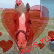 Anden særlig race Fannik'ilu'savner dig<3*;