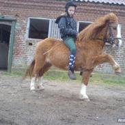 Anden særlig race Fannik'ilu'savner dig<3*;