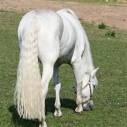 New Forest Odbjergs Pikant